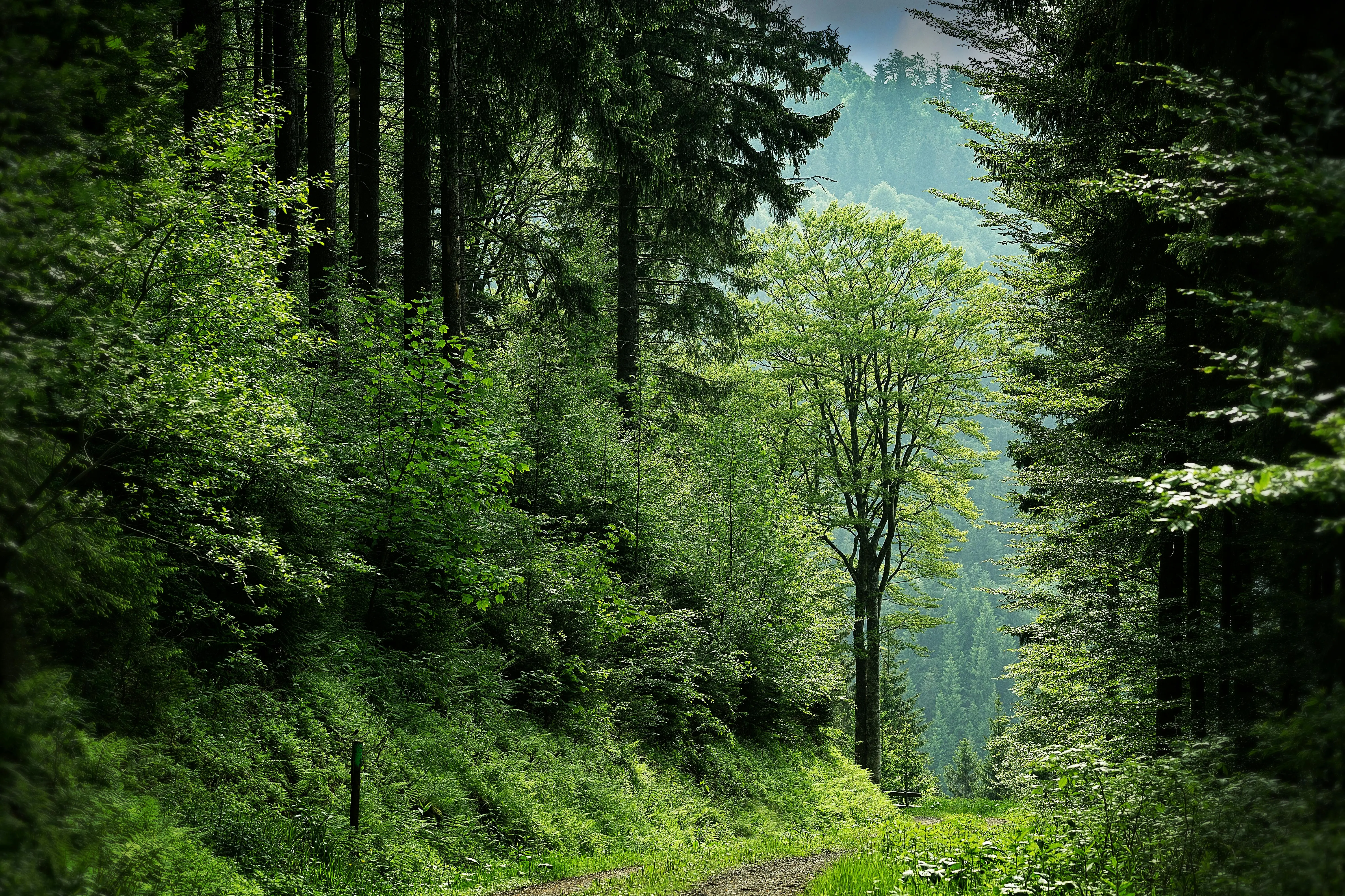 Umweltverträglichkeit beim Forststraßenbau