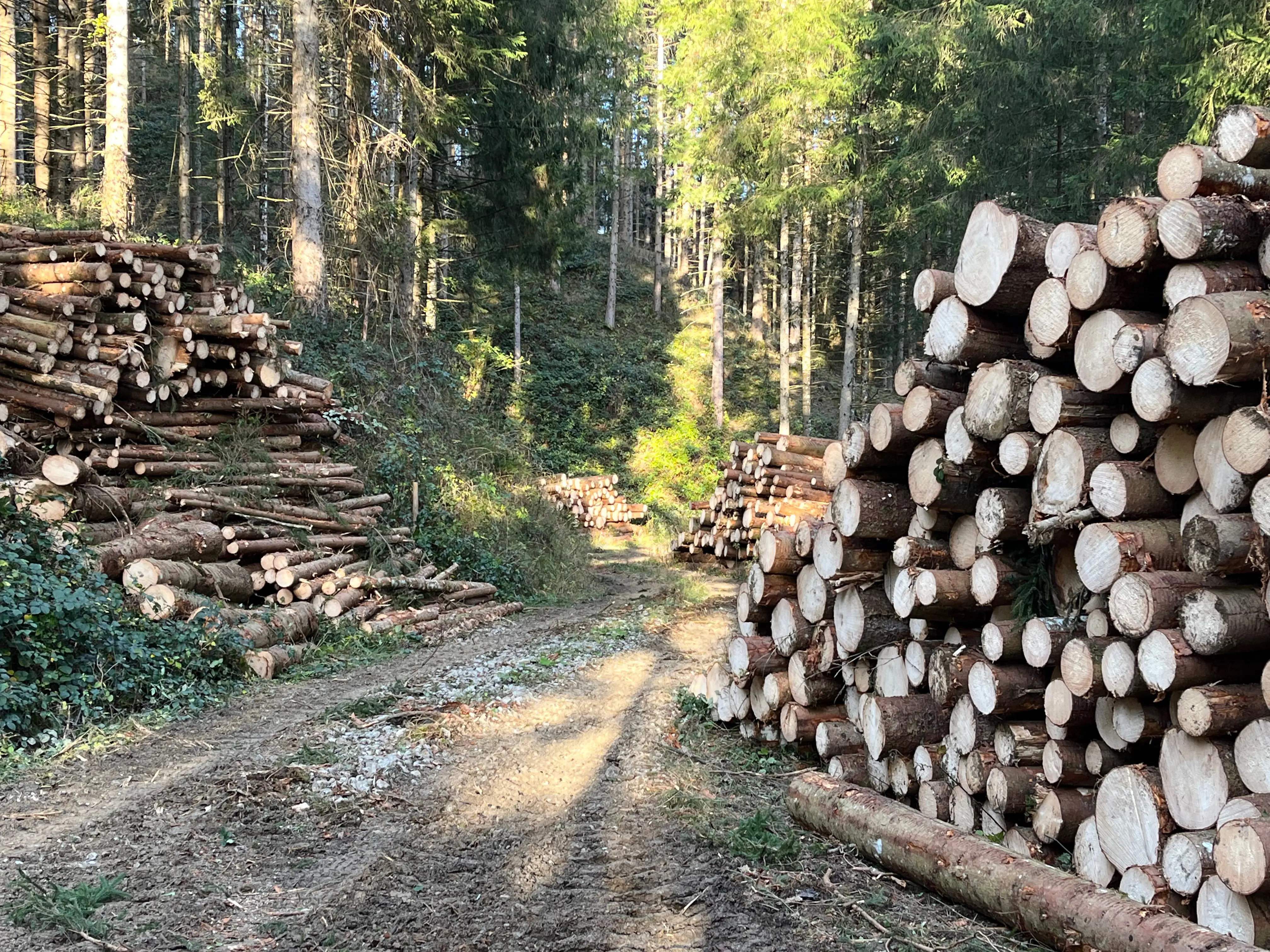 Kosten des Forststraßenbaus