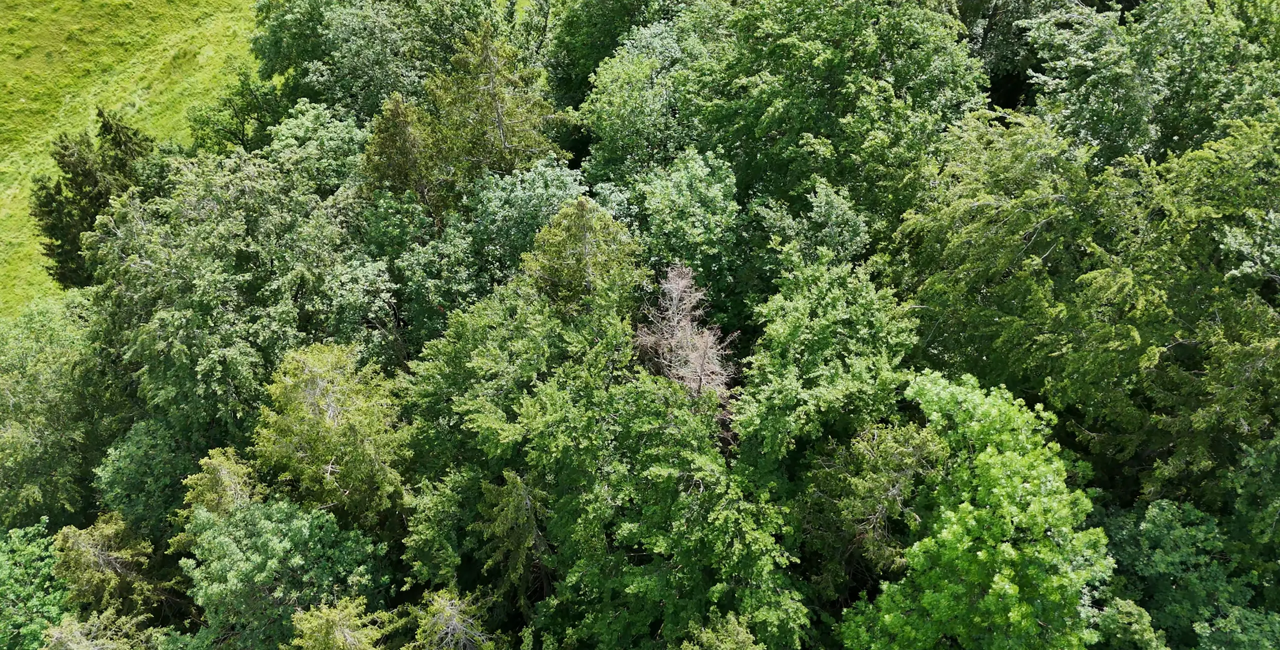 Kaeferbaum im Wald