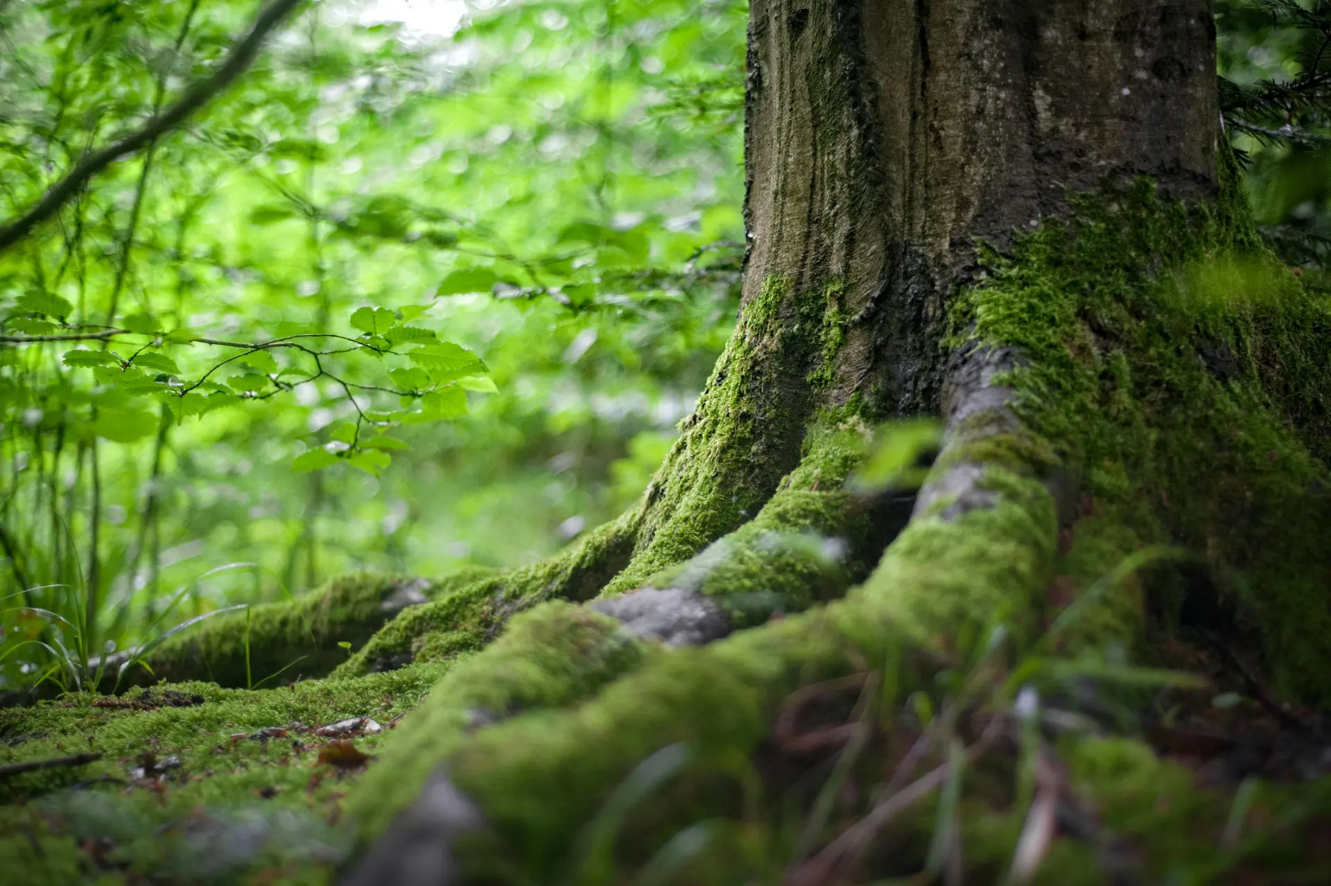 Nachhaltiger Wald